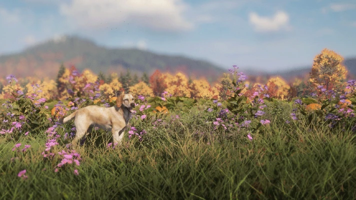 theHunter: Call of the Wild™ - Labrador Retriever DLC