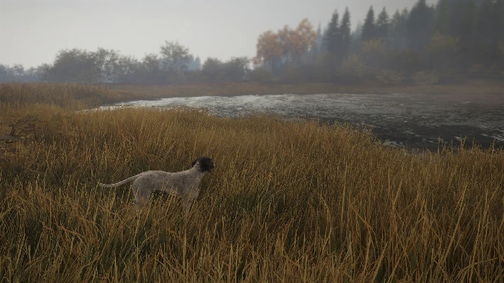 theHunter: Call of the Wild™ - German Shorthaired Point