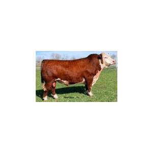 Бизнес-план фермы по выращиванию КРС на мясо - 2015