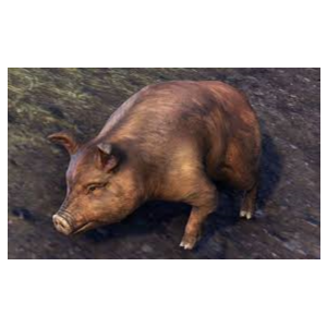 BRISTLEGUT PIGLET (PET) + 15 DAYS ESO PLUS + 750 CROWN✅