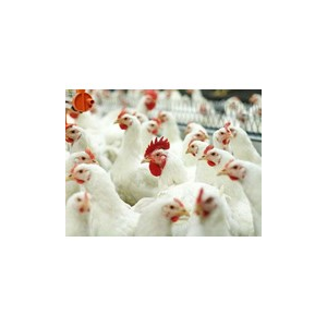 Бизнес-план птицефабрики на 1000/2000 кур (мясо, яица)