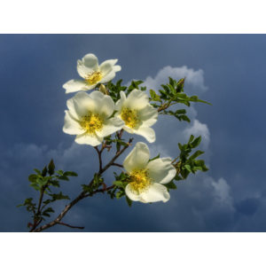 Белый шиповник (Юнона и Авось)  - ноты табы