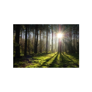 Беловержская пуща на одной гитаре - ноты, табы