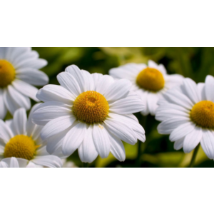 Ромашка Белая, Лепесточки Нежные