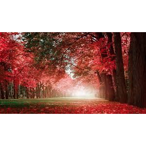 Тест товар с параметрами