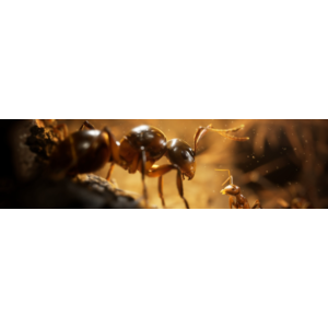 Empire of the Ants п2-п3 PS5