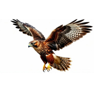 Устав ООО «Новый Сокол» 2025 года