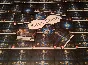 STARCRAFT 2: LEGACY OF THE VOID (RU) + GIFT