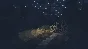Shelter (Steam KEY ROW Region Free)