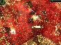 Alien Shooter 2: Reloaded (Steam KEY ROW Region Free)