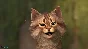 FaceRig (Steam KEY / Region Free / ROW / Global)