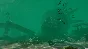 Shark Attack Deathmatch 2 STEAM KEY REGION FREE GLOBAL