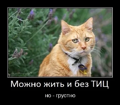 База сайтов для поднятия тИЦ и продвижения