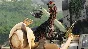 Primal Carnage: Extinction (steam gift/ru+cis)