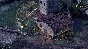 Pillars of Eternity Hero Edition (steam key)
