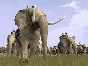Total War Rome Alexander DLC (Steam key) -- RU