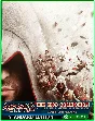 Assassin´s Creed The Ezio Collection XBOX ONE/Series