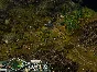 World War I (STEAM KEY / REGION FREE)