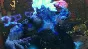 Super Street Fighter IV: Arcade Ed (Steam)