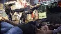 SLEEPING DOGS: DEFINITIVE EDITION (steam key RU,CIS)