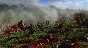 TW THREE KINGDOMS Reign Blood Effects Pack steam