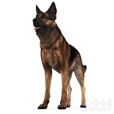 German Shepherd Dog