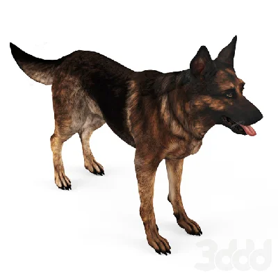 German Shepherd Dog