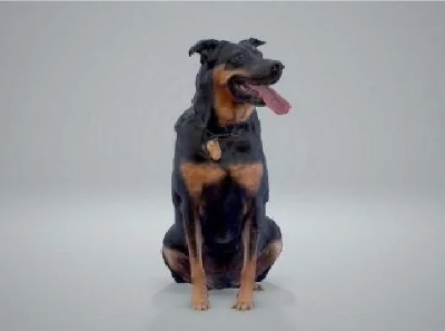 черная собака