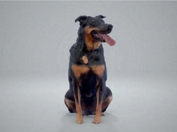 черная собака