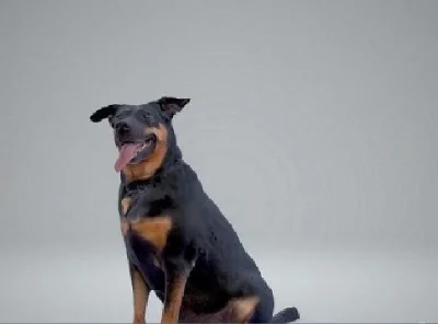 черная собака