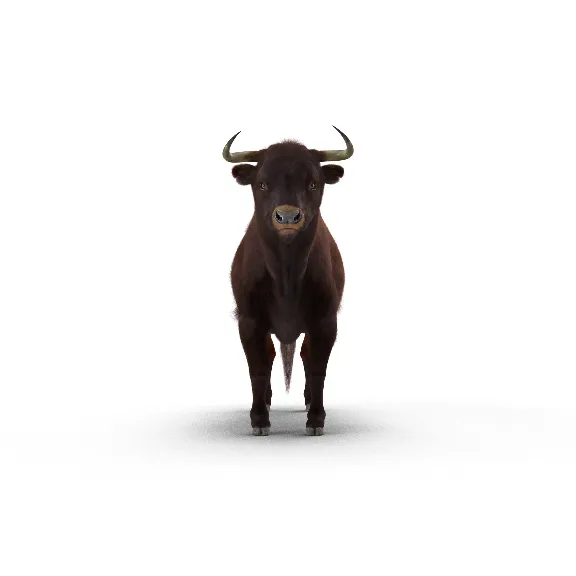 Bull Rigged with Fur