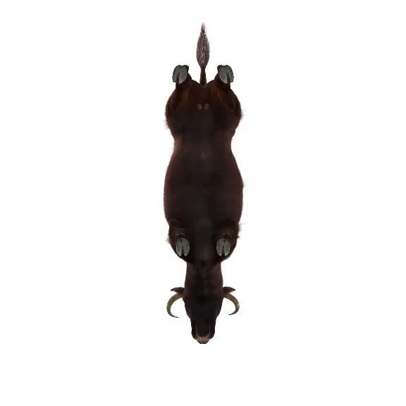 Bull Rigged with Fur