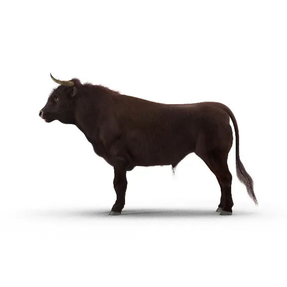 Bull Rigged with Fur