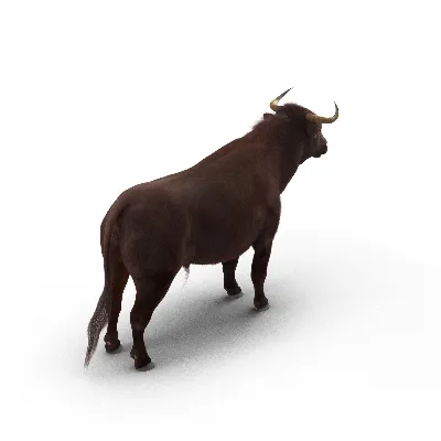 Bull Rigged with Fur