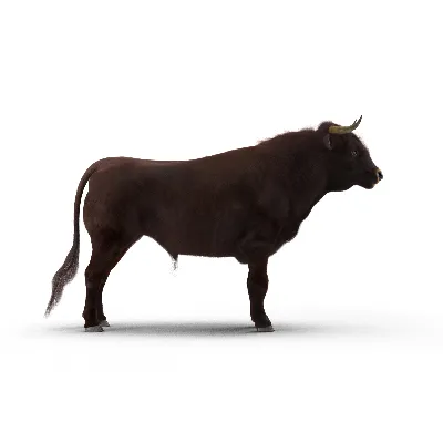 Bull Rigged with Fur