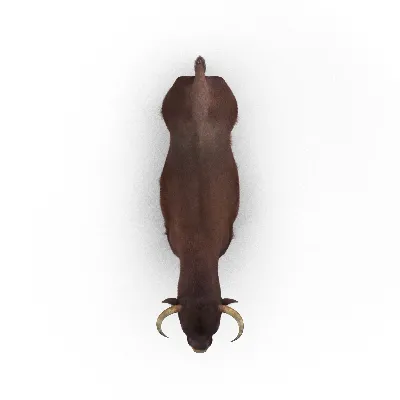 Bull Rigged with Fur