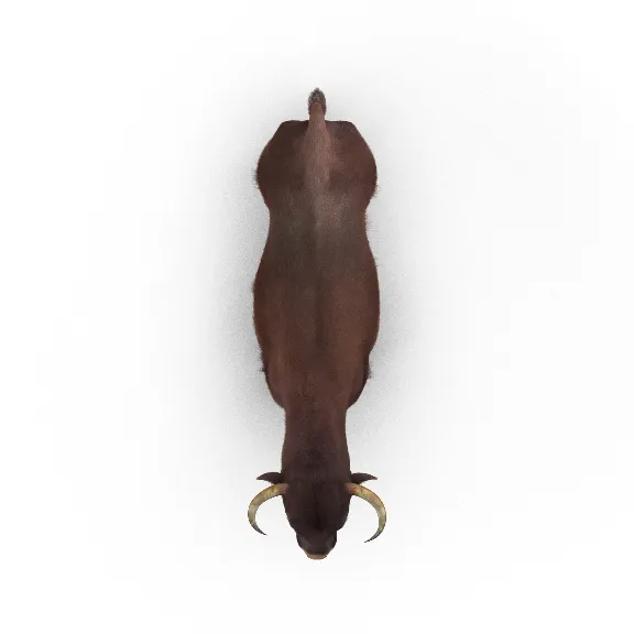 Bull Rigged with Fur