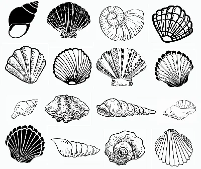 Seashell svg,cut files,silhouette clipart,vinyl files,v