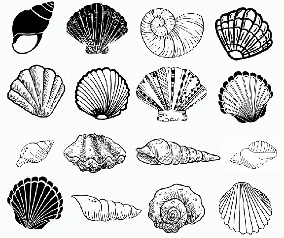 Seashell svg,cut files,silhouette clipart,vinyl files,v