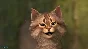 FaceRig (Steam Key/Region Free)
