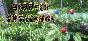 Berries Challenge (Steam key/Region free)