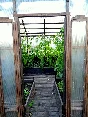 greenhouse in the English style