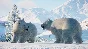 Planet Zoo Arctic Pack (steam key) -- RU