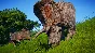 Jurassic World Evolution Deluxe Edition (steam) -- RU