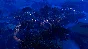 Planet Zoo (Steam Gift RU)
