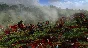 Total War: THREE KINGDOMS - Reign of Blood Steam Gift