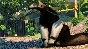 Planet Zoo: South America Pack (Steam Gift RU)