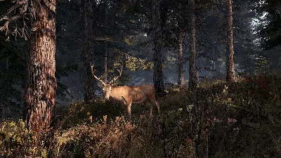 This Land Is My Land (Steam Gift RU)