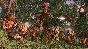 Total War: THREE KINGDOMS - The Furious Wild Steam Gift