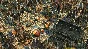 Anno 1404 - History Edition (Steam Gift RU)